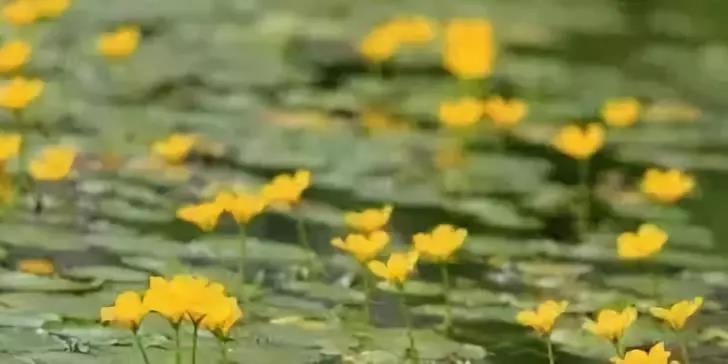 河道治理：水生植物的选择与种植